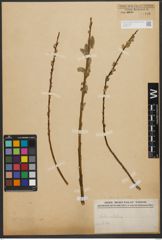 Foto von Salix vitellina L.
